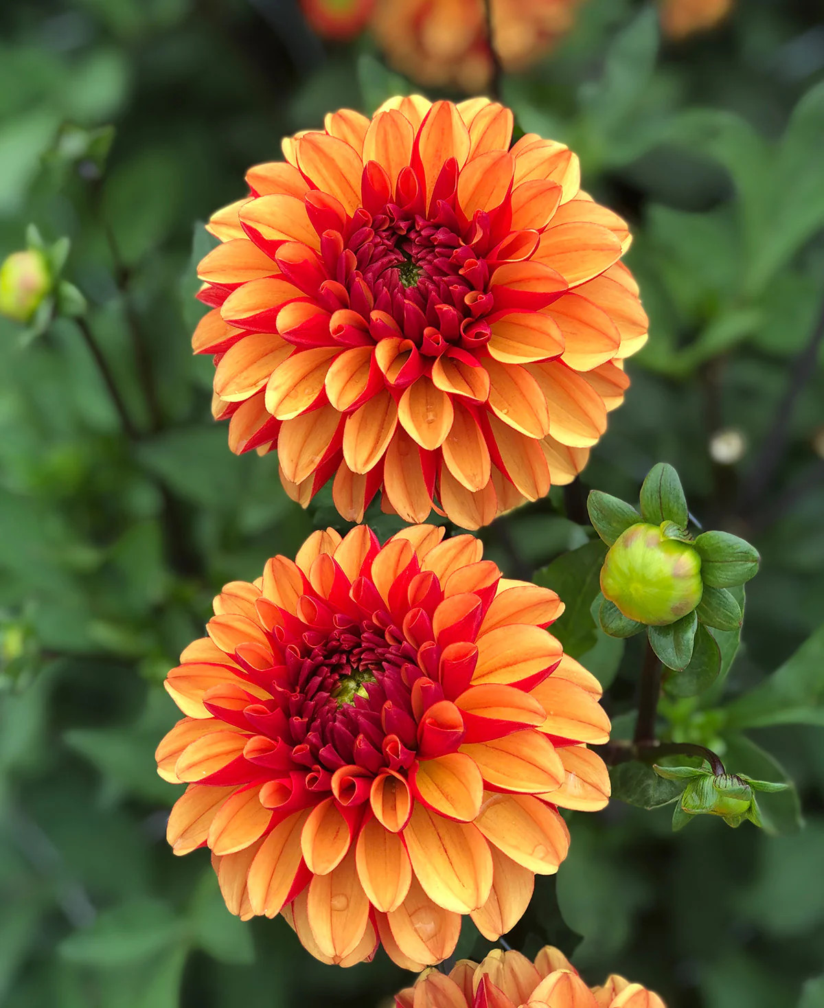 American Sunset Ball Dahlia – 3 root divisions