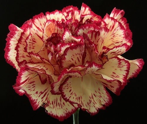 30+ RED AND WHITE CARNATION CHABAUD PICOTEE FLOWER SEEDS / PERENNIAL /GREAT GIFT