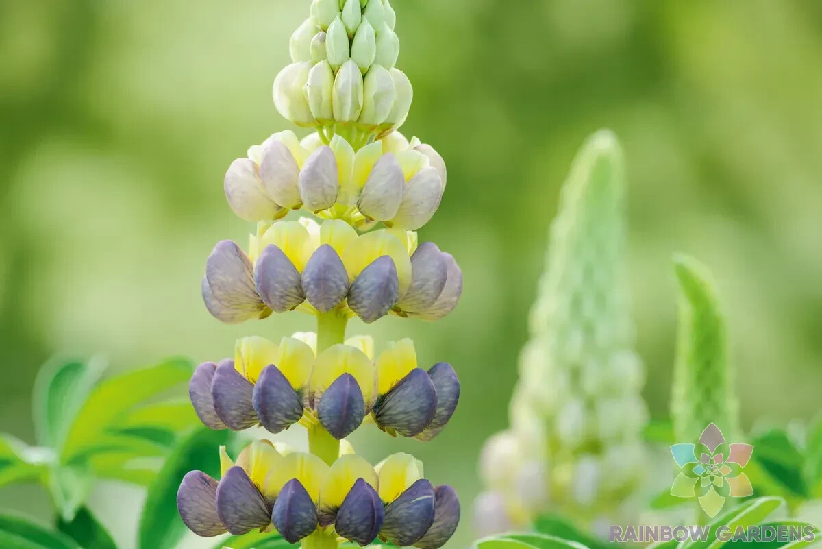 25+ Bruiser Lupine Seeds for Garden Planting – USA – FREE SHIPPING!
