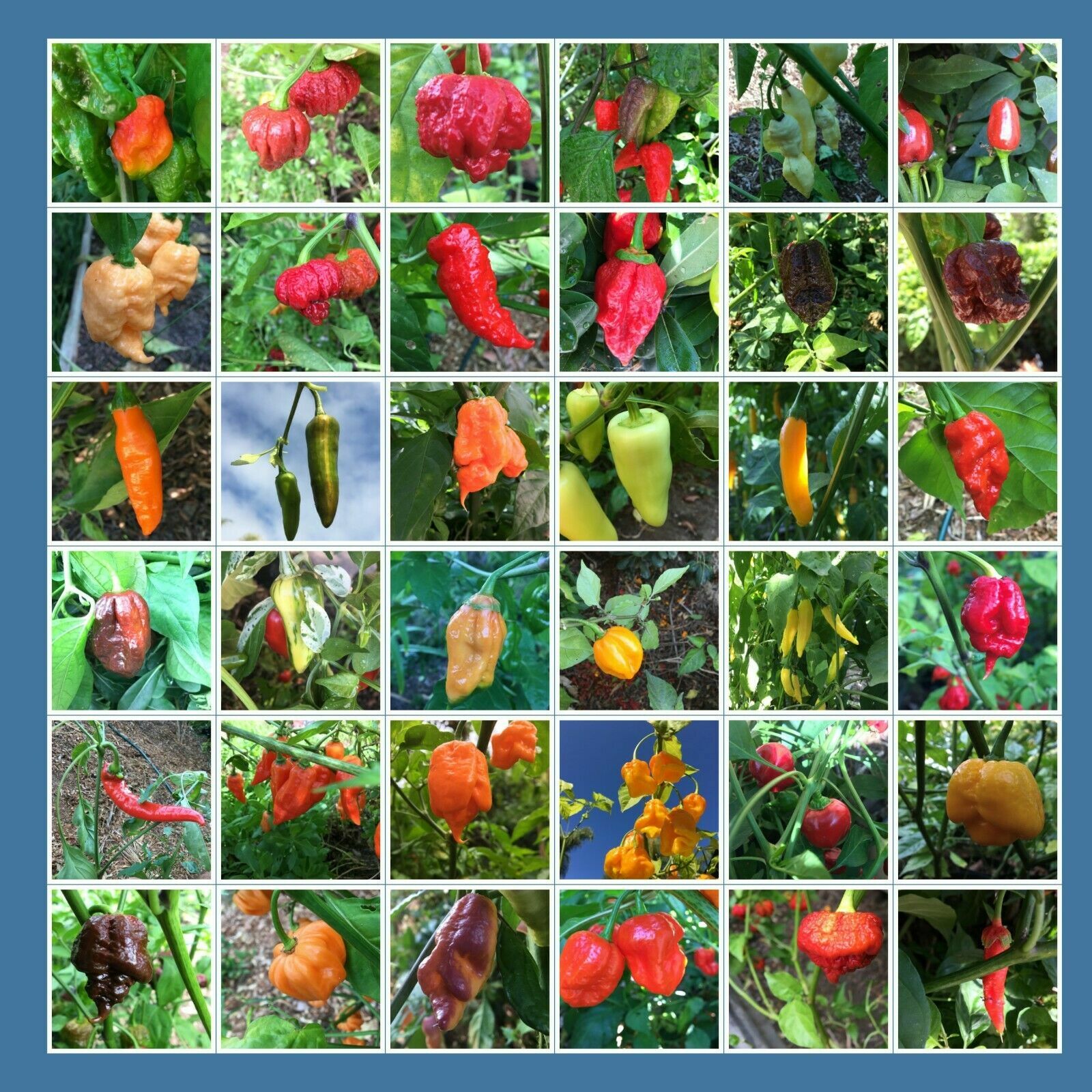 AWESOME ASSORTED CHILI PEPPER SEEDS 21 varieties you choose hot mild all NON-GMO