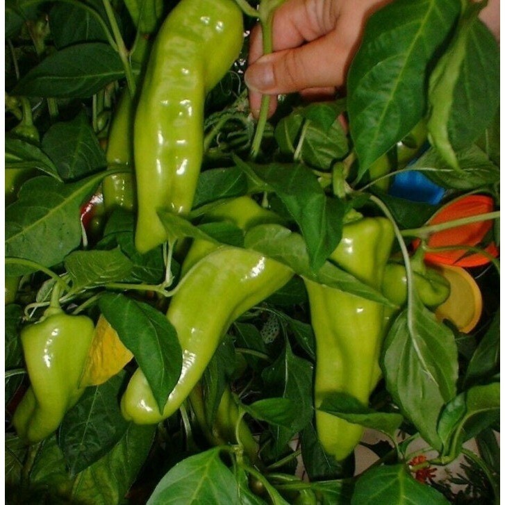 Cubanelle Pepper 25 Seeds Non-GMO Heirloom Beautiful green to yellowish orange t