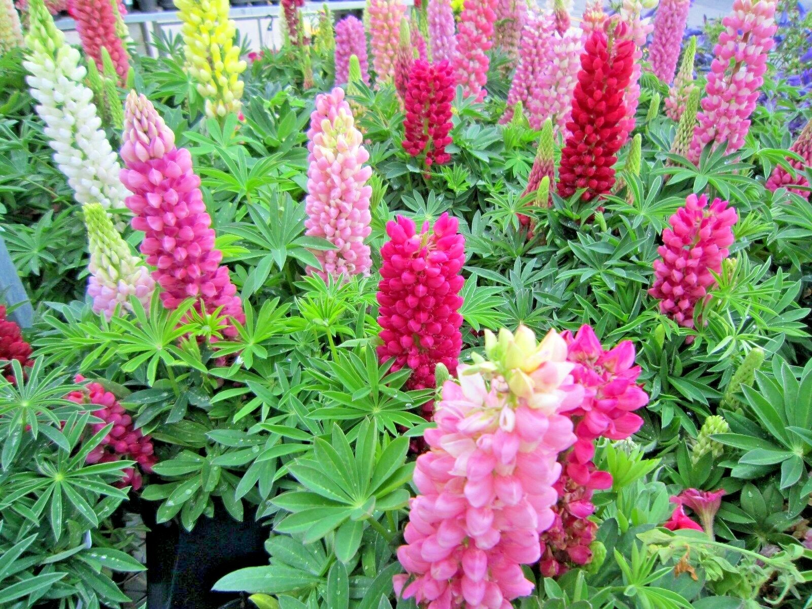 51+LUPINE RUSSELL MIX Seeds Native Wildflower Pollinators Cut Flowers Perennial