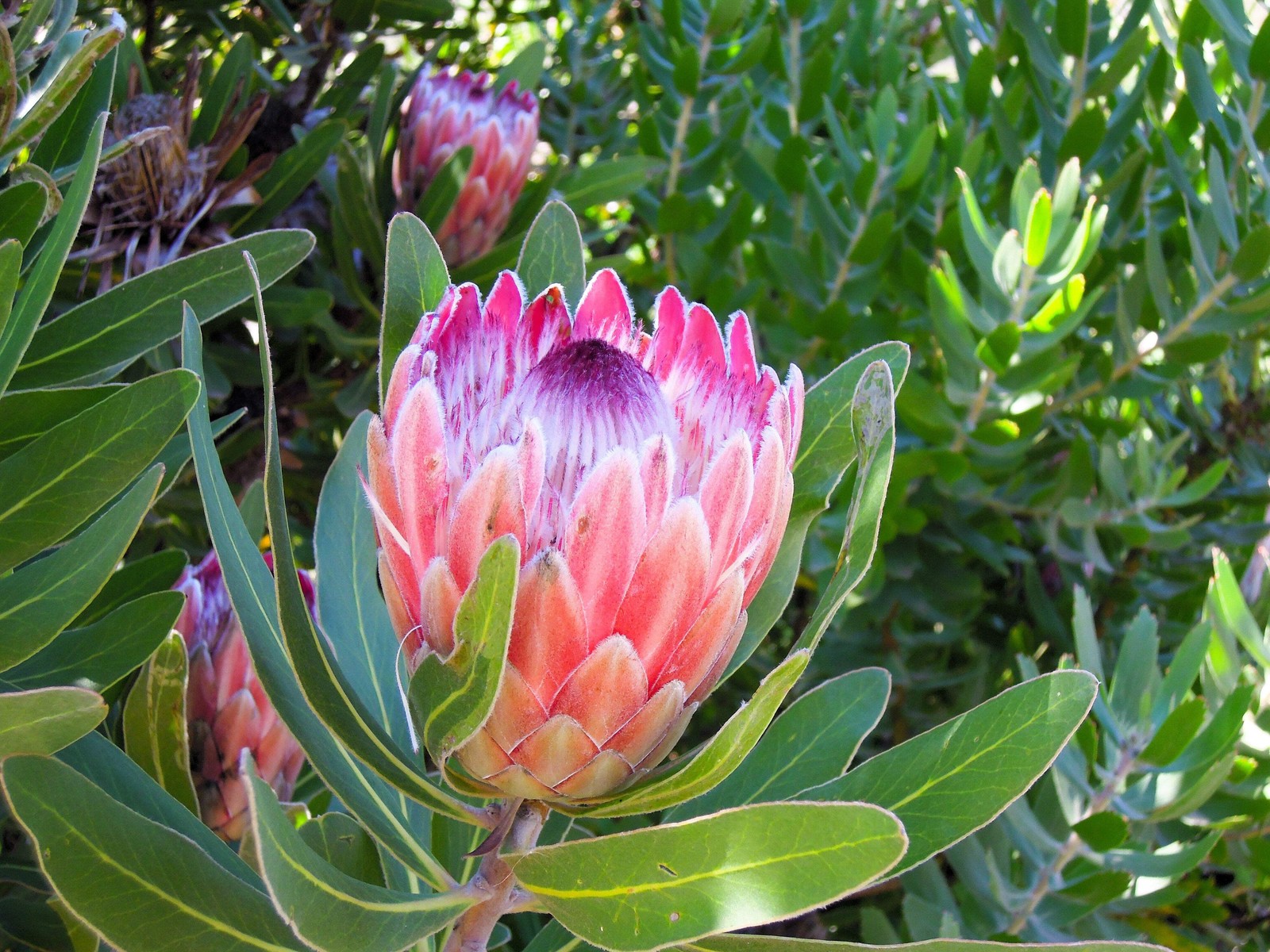 5 Giant KING PROTEA Cynaroides Sugarbush Rare 12″ Flower Seeds