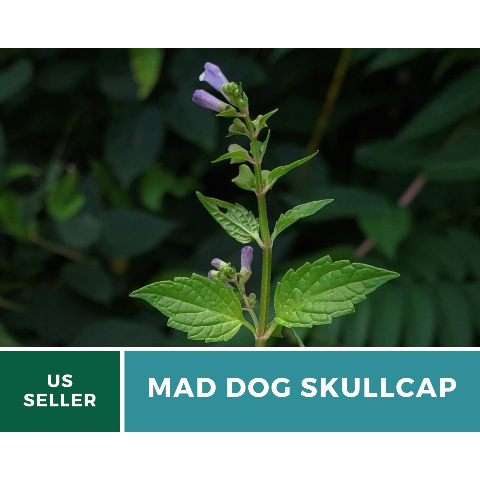 Skullcap, Official (Mad Dog Skullcap) seeds – Heirloom Herb (Scutellaria laterif