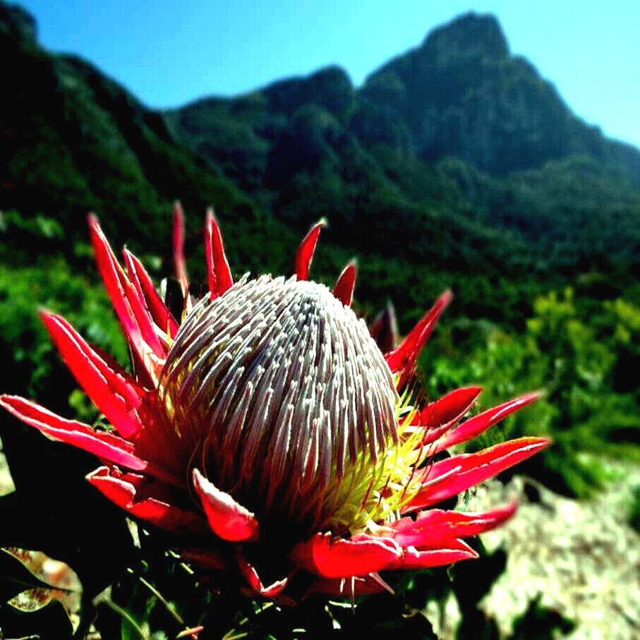 10 KING PROTEA CYNAROIDES SEEDS *GIANT 12″ FLOWERS* Rare Exotic Garden Plant