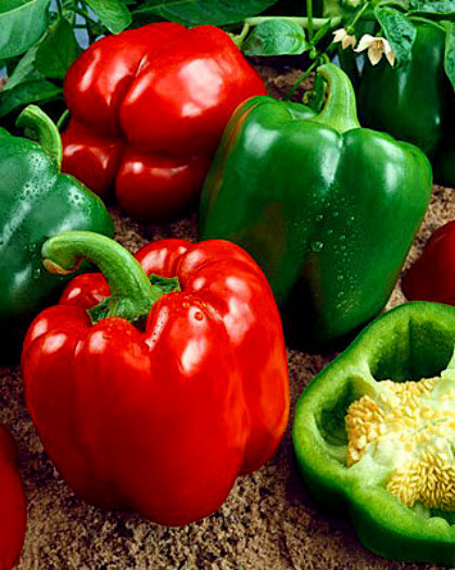 1/4 oz Bell Pepper Seed, California Wonder, Green Pepper, Non-GMO Peppers 1000ct
