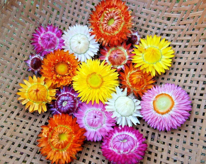401+STRAWFLOWER MIX Flower Seeds Wildflower Dried Cut Flowers Garden Container