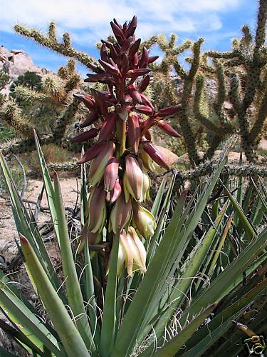 Banana yucca, Yucca baccata, Shrub Seeds (Hardy, Edible, Showy)