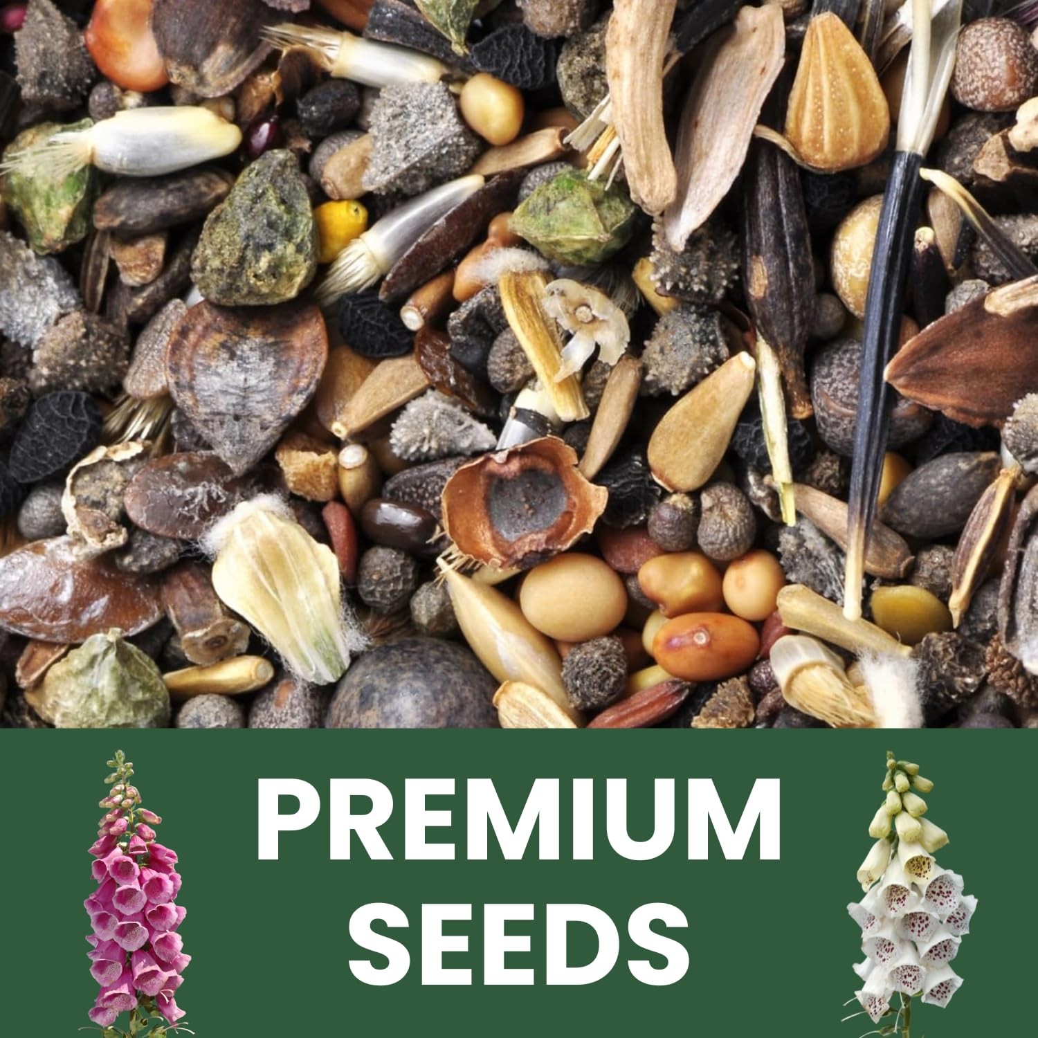 Mixed Color Foxglove Seeds – 10,000 Seeds for Planting – 2 Ounce Pouch