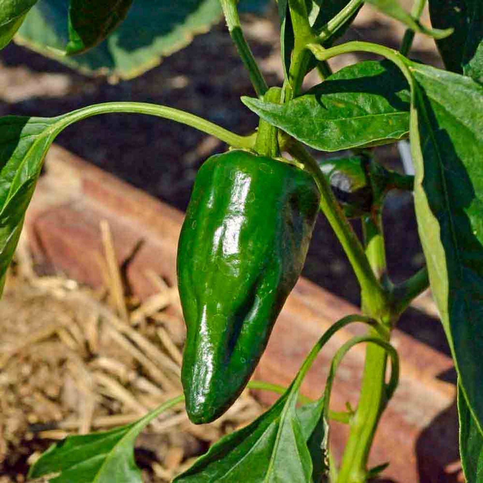 50+ Ancho Poblano Pepper Seeds