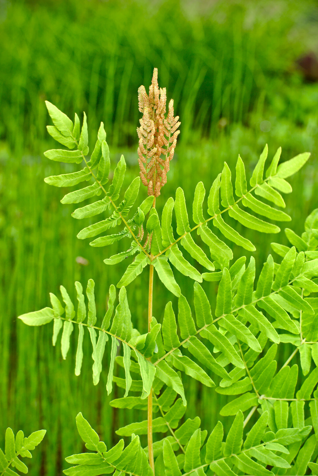 ROYAL FERN 1000 SPORES (SEEDS) HARDY to -30 f. mariesgreengarden OSMUNDA REGALIS