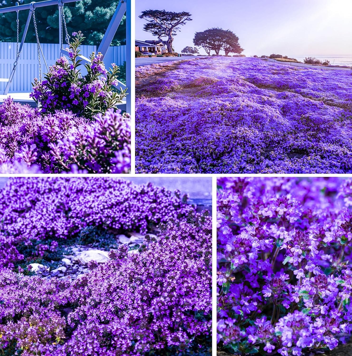 20000+Creeping Thyme Seeds for Planting OutdoorHeirloom Thymus Serpyllum Grou…