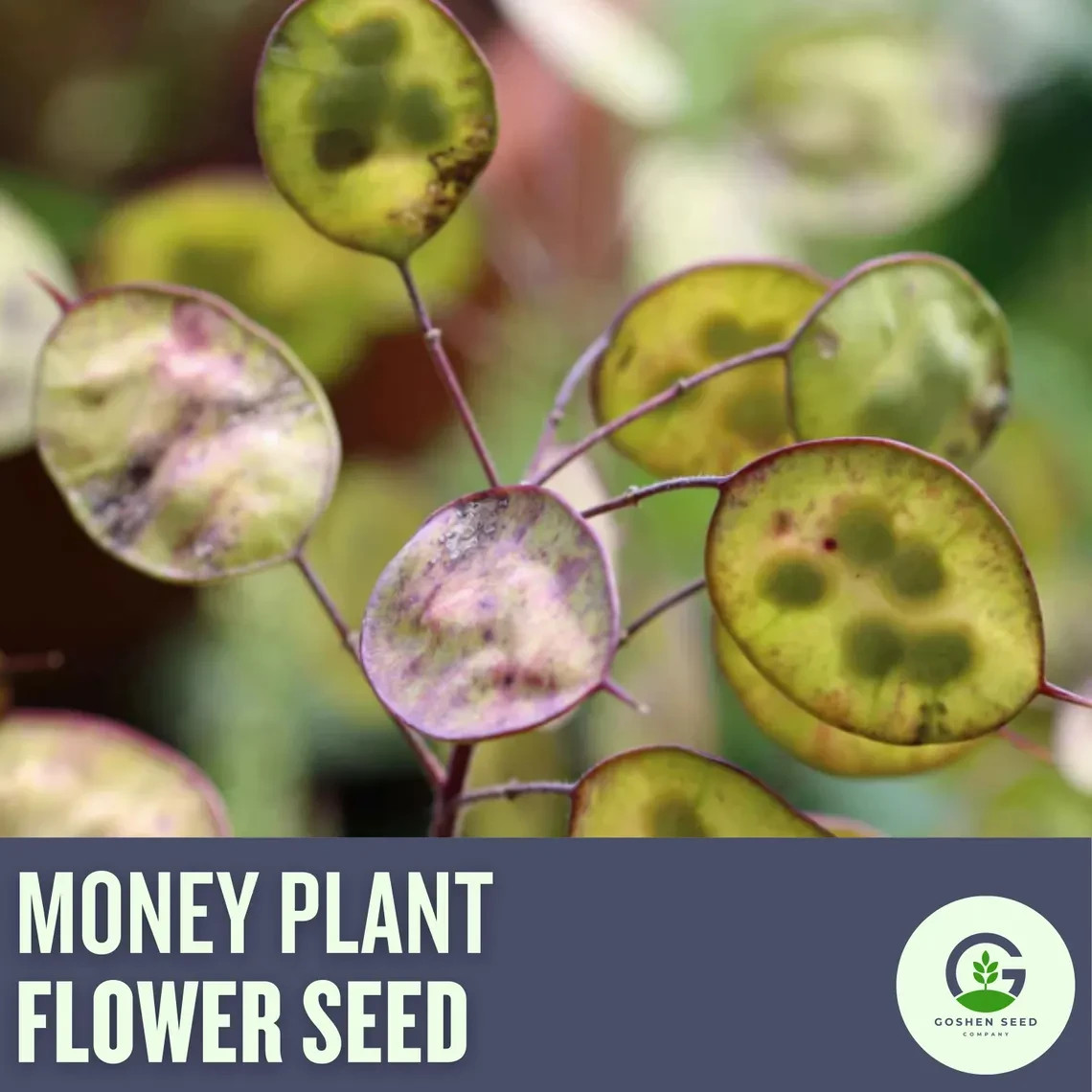 Money Plant Seeds: Lunaria Annua, Fragrant Purple Flowers