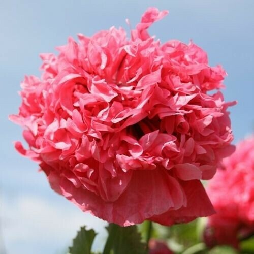Poppy Peony Double Mixed, Red Pink White Purple coral Flowers double petal flowr
