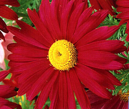 PYRETHRUM RED Chrysanthemum Coccineum – 1,000 Bulk Seeds