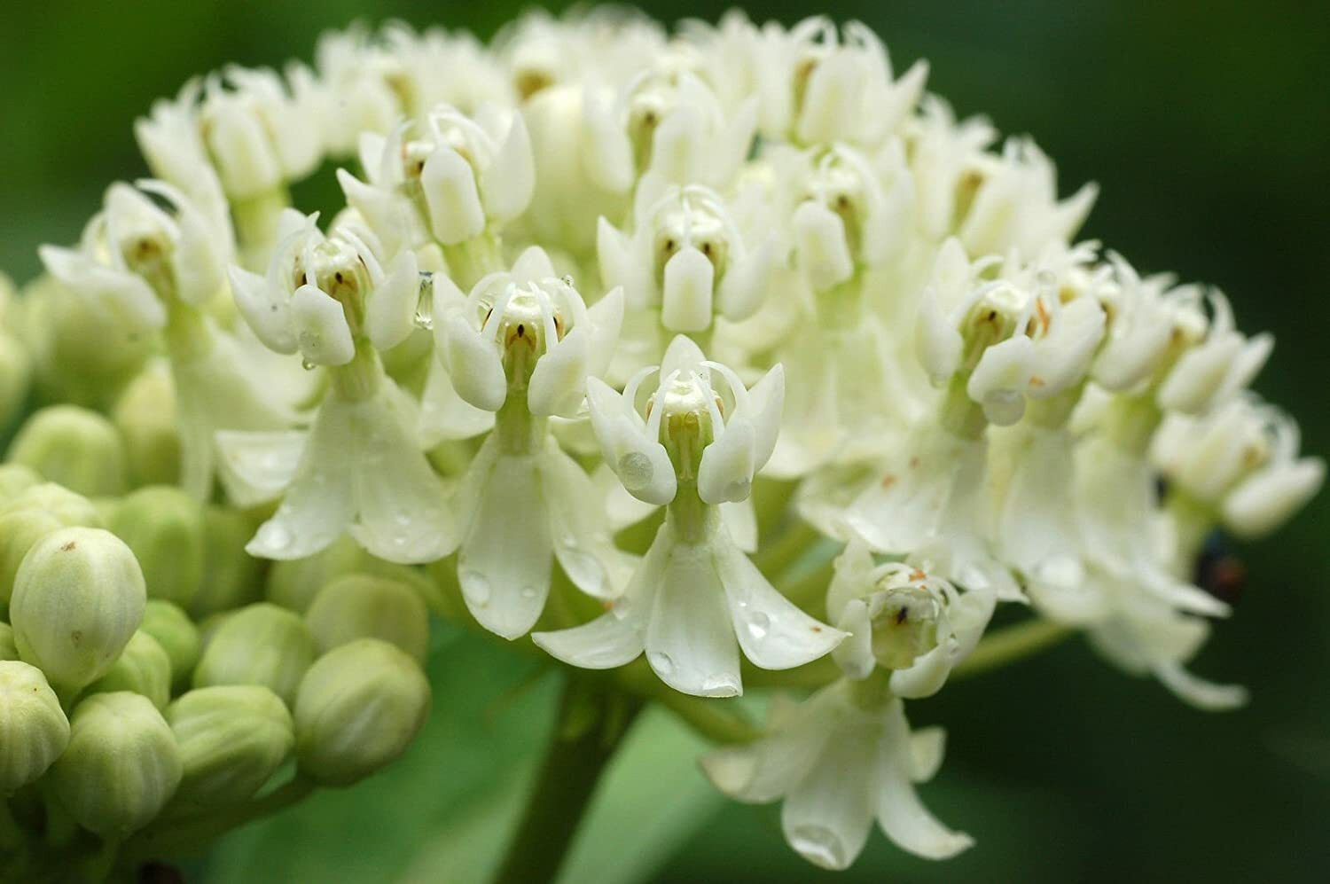 25 Ice Ballet White Swamp Milkweed Seed, Asclepias Incarnat-FOOD FOR MONARCH’S