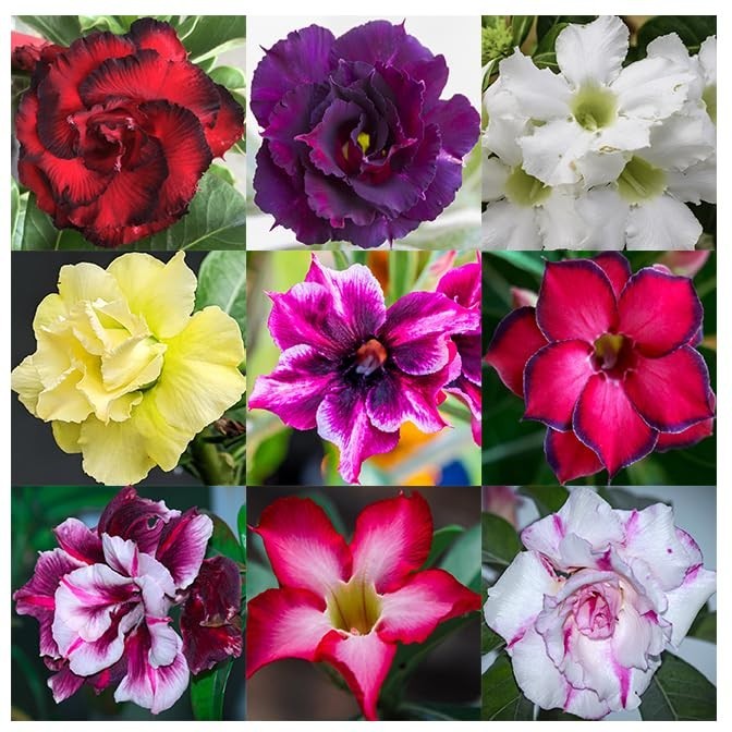 100 Desert Rose Seeds – Mixed Colors, Non-GMO Heirloom, Exotic Succulent, Drough