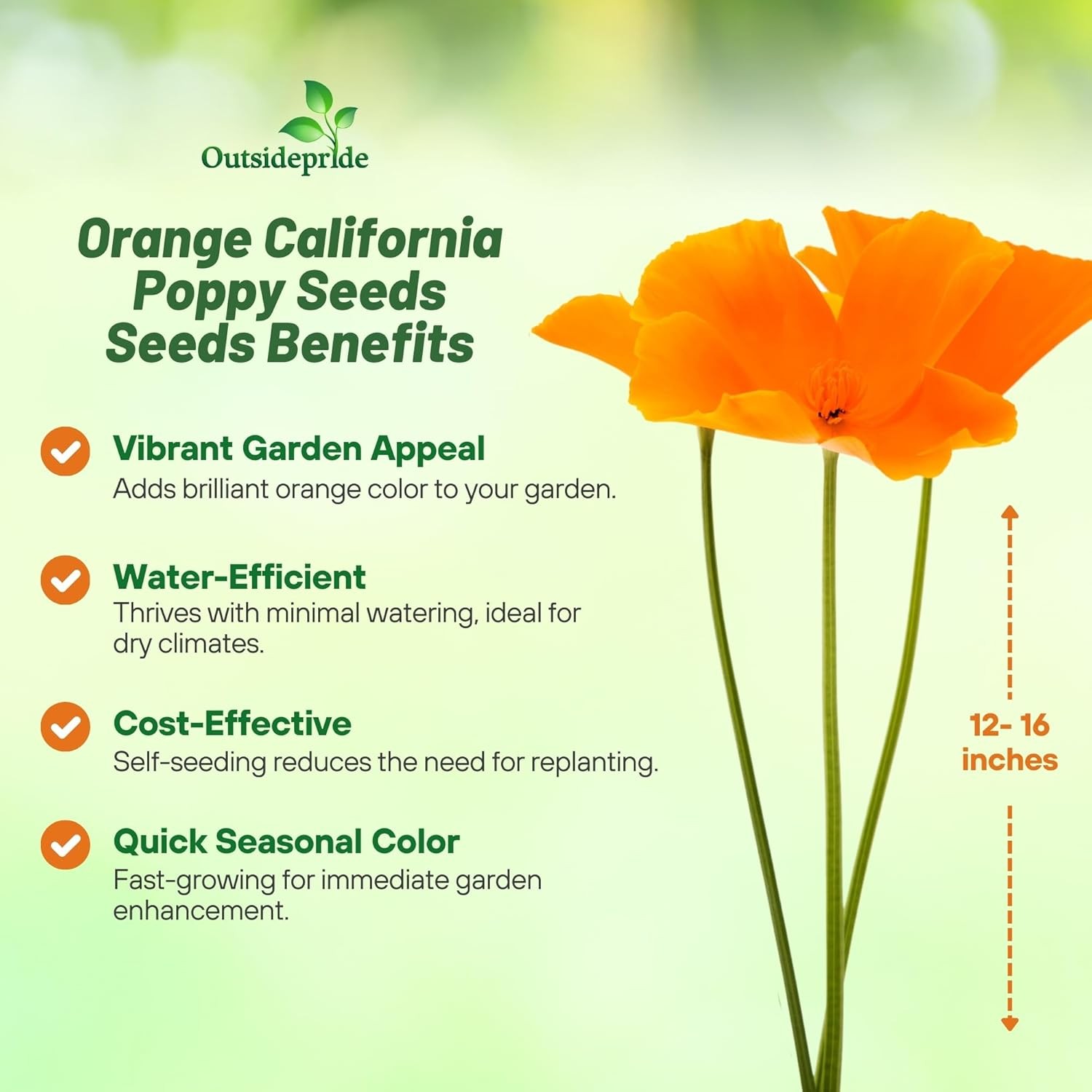 5 LBS Orange California Poppy Seeds For Planting | Eschscholzia Wild Flower