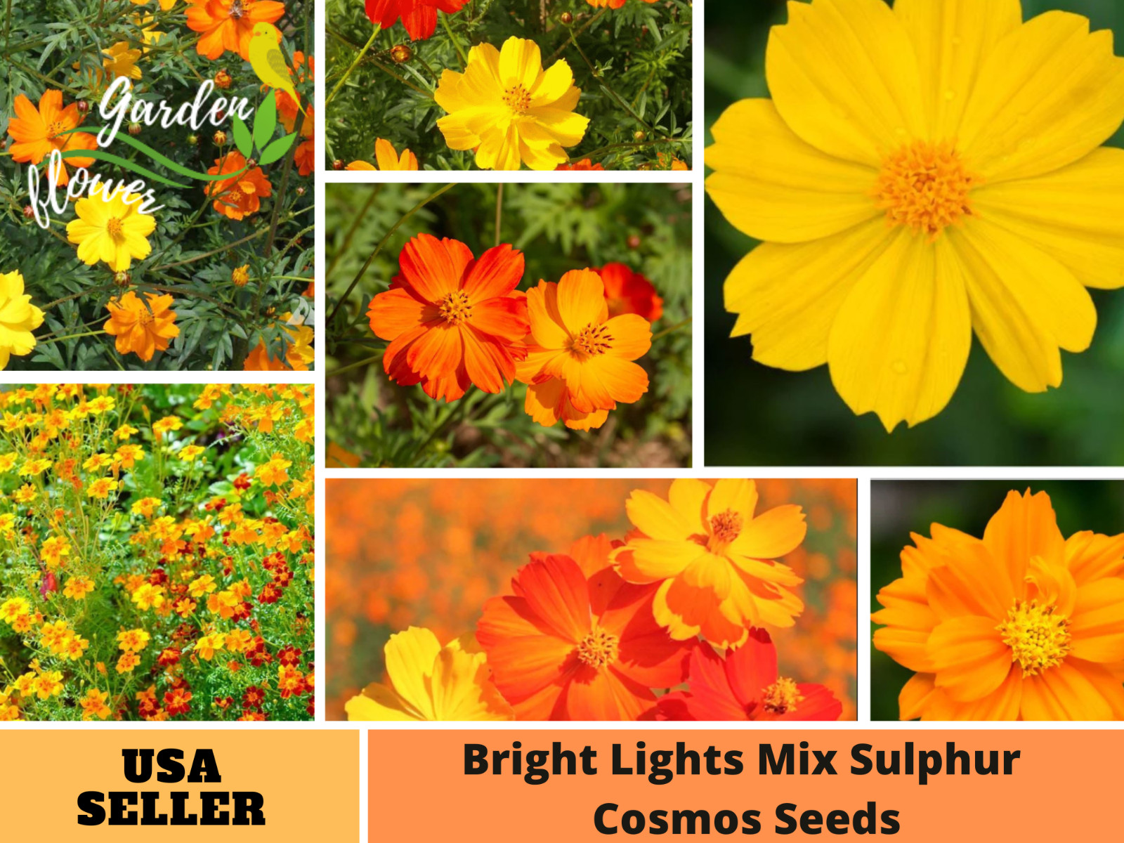 50+Seeds| Bright Lights Mix Sulphur Cosmos Seeds Seeds #L002