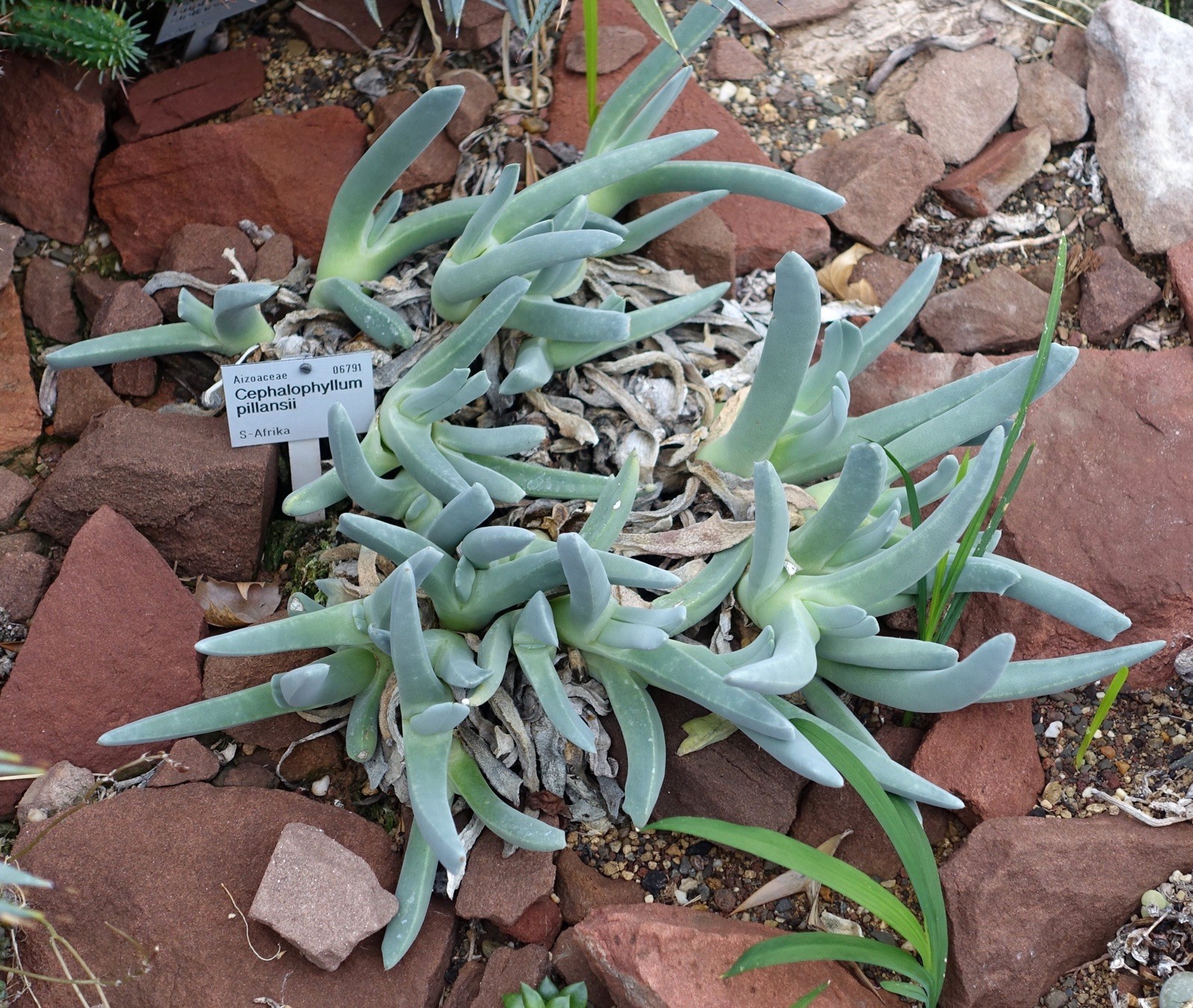 Cephalophyllum pillansii 100 seeds
