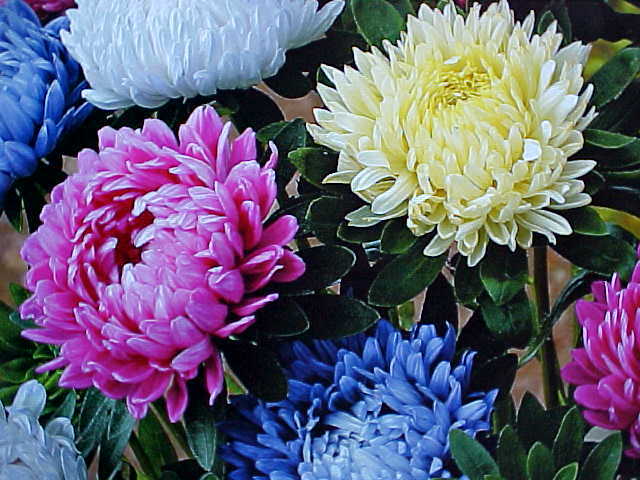 1000 SEEDS CHRYSANTHEMUM VARIETY OF COLORS (DACHESS CLUSTER BLOOMS) FLOWER SEED