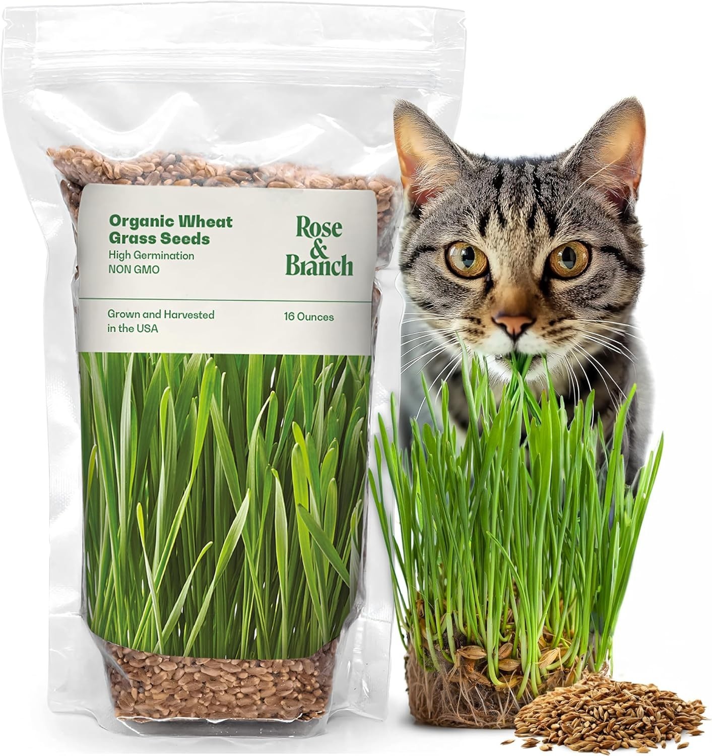 Sustainable Indoor Cat Grass Seeds – 16oz Organic Wheat for Happy & Healthy Pets
