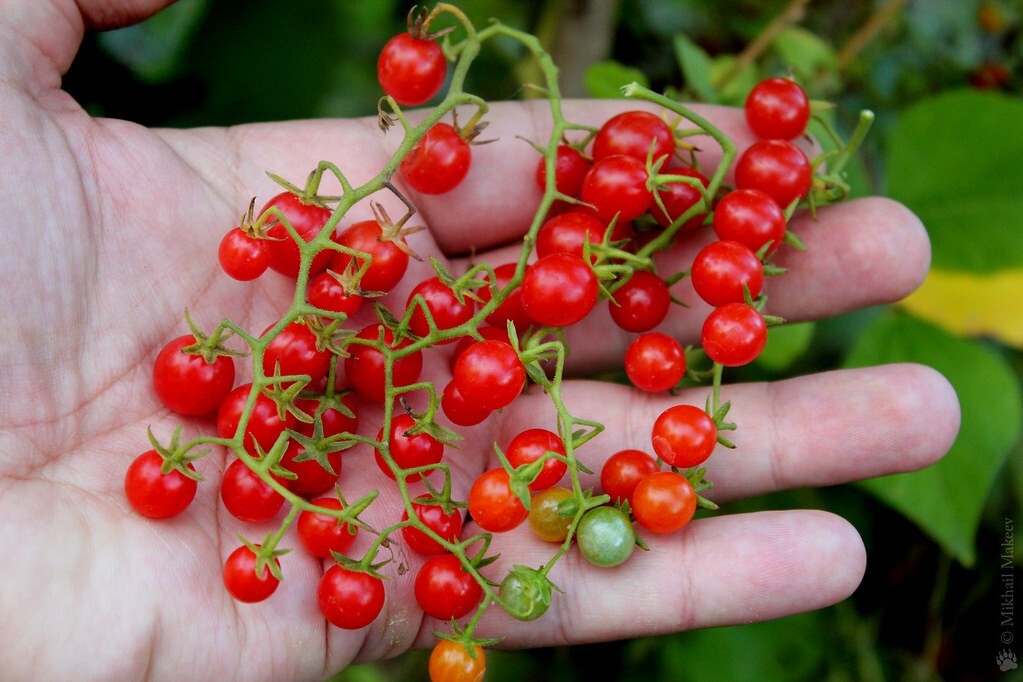 120+ Sweet Pea Currant Tomato Seeds – TINY – 1000’s of Tomatoes ———– RARE