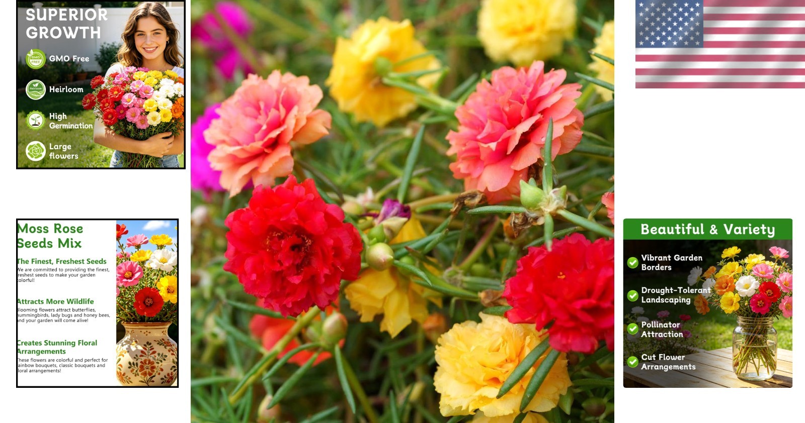Moss Rose Seeds for Planting Outdoors – Attracts Pollinators