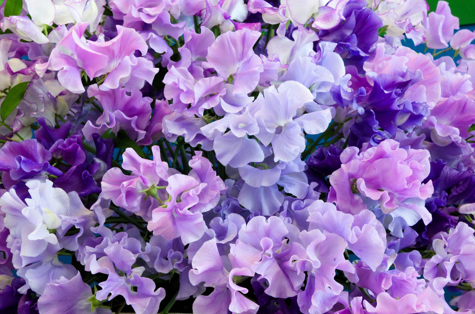 60 Mixed Colors SWEET PEA ROYAL Family Mix Lathyrus Odoratus Flower Vine Seeds