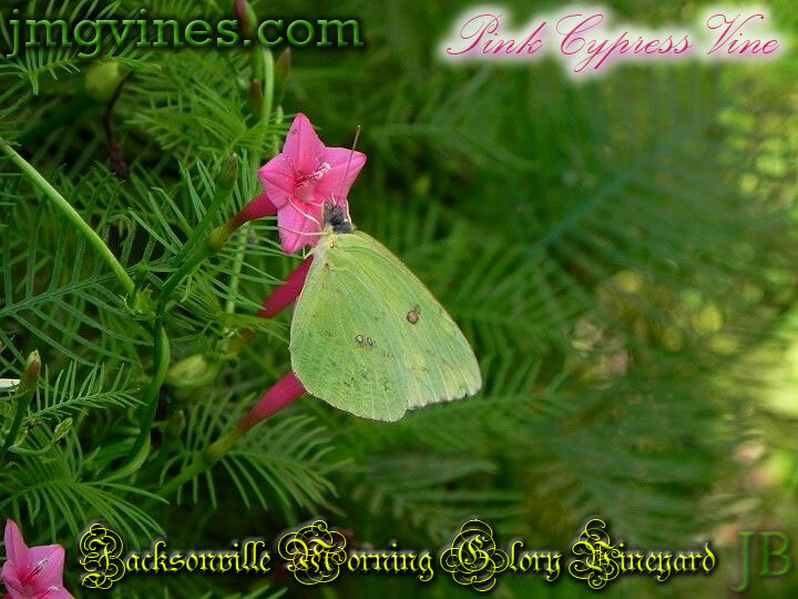 Pink Cypress Vine Ipomoea Quamoclit 10 Seeds
