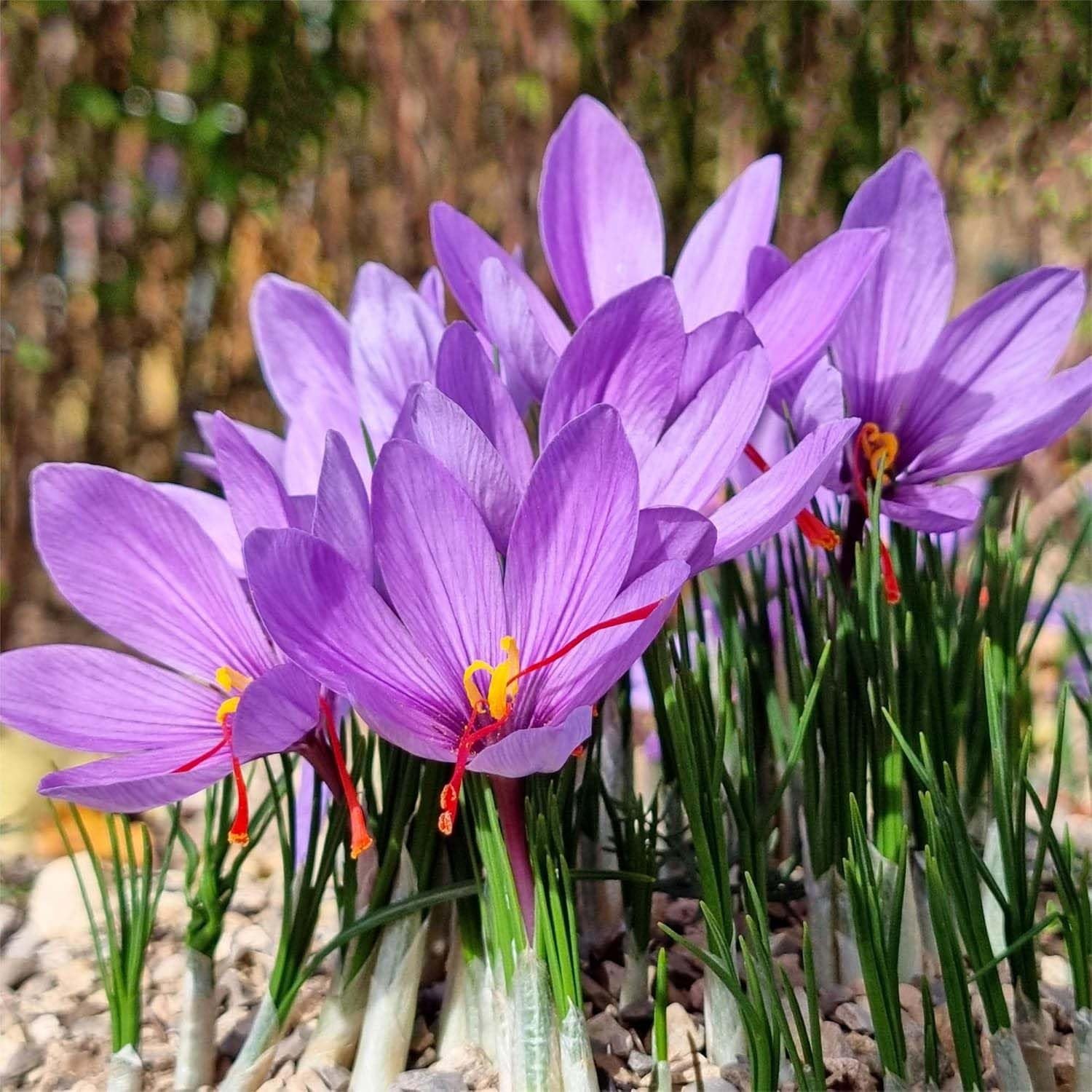 3 Saffron Crocus Corms Bulbs Crocus Sativus Huge 10+ cm for Planting