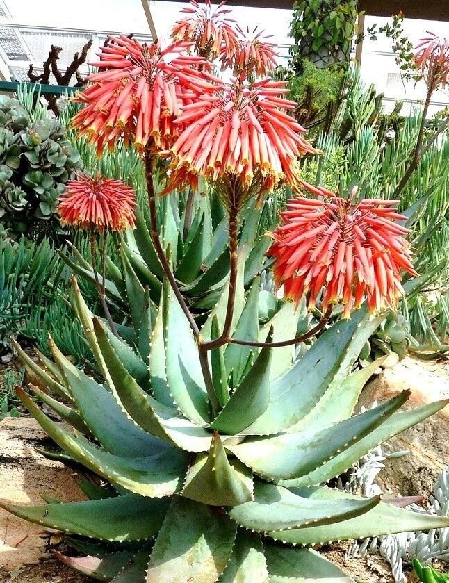 Aloe Comptonii 10 seeds Free Shipping!