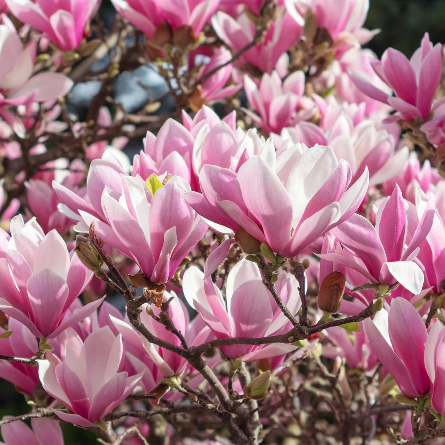 Jane Magnolia in 3 Gal. Grower’S Pot | Beautiful Purple Early Spring Blooms | Ea