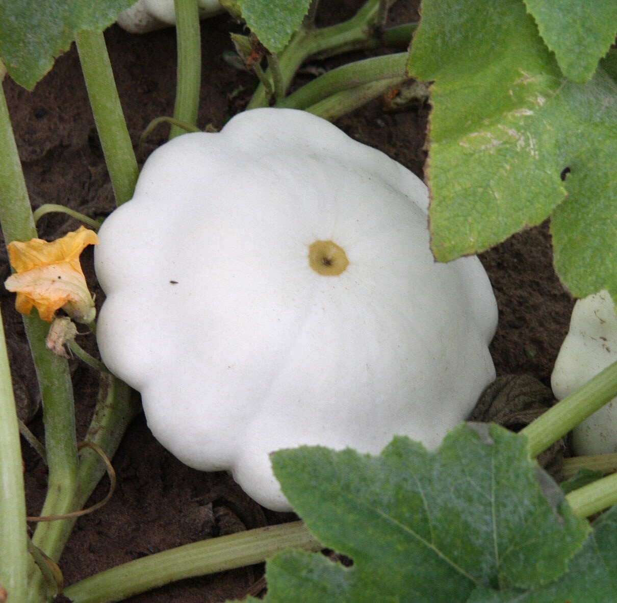 Squash, Early White Scallop Patty Pan Bush 20 Organic Seeds, Heirloom NON-GMO