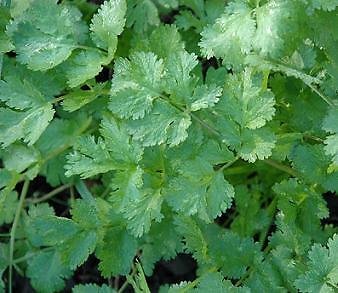Cilantro Pokey Joe 100 seeds
