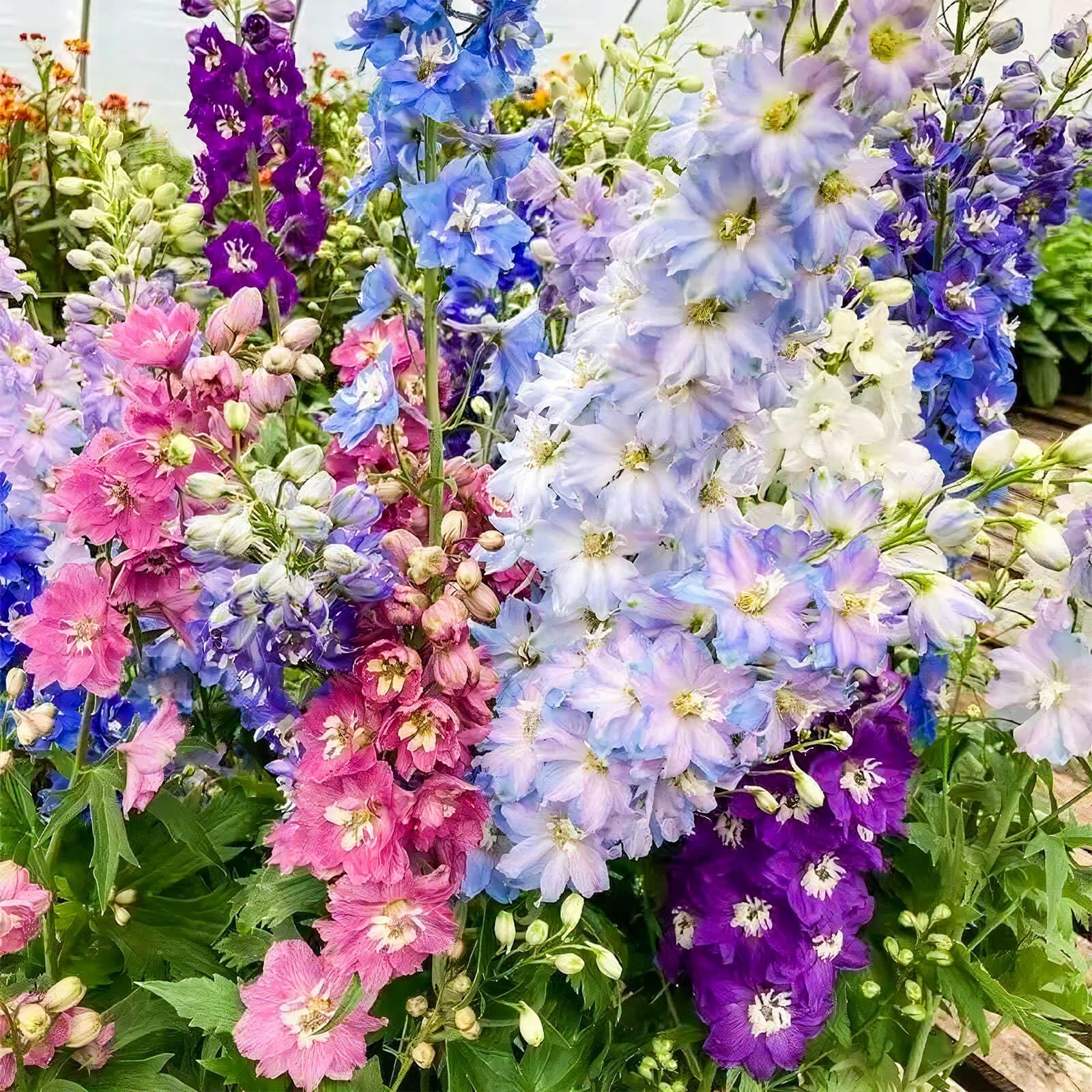 Mixed Color Rocket Larkspur Delphinium Consolida ajacis Seeds 2 Pack