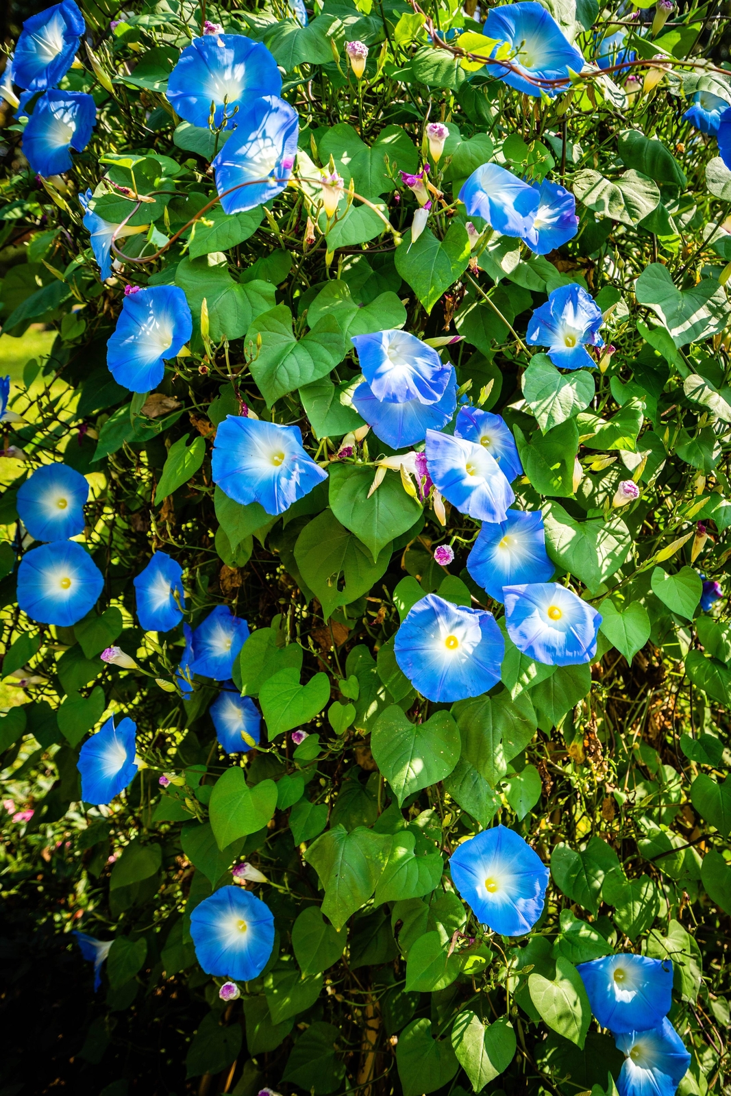 50 HEAVENLY BLUE MORNING GLORY Vine Ipomoea Tricolor Flower Seeds *Flat Shipping