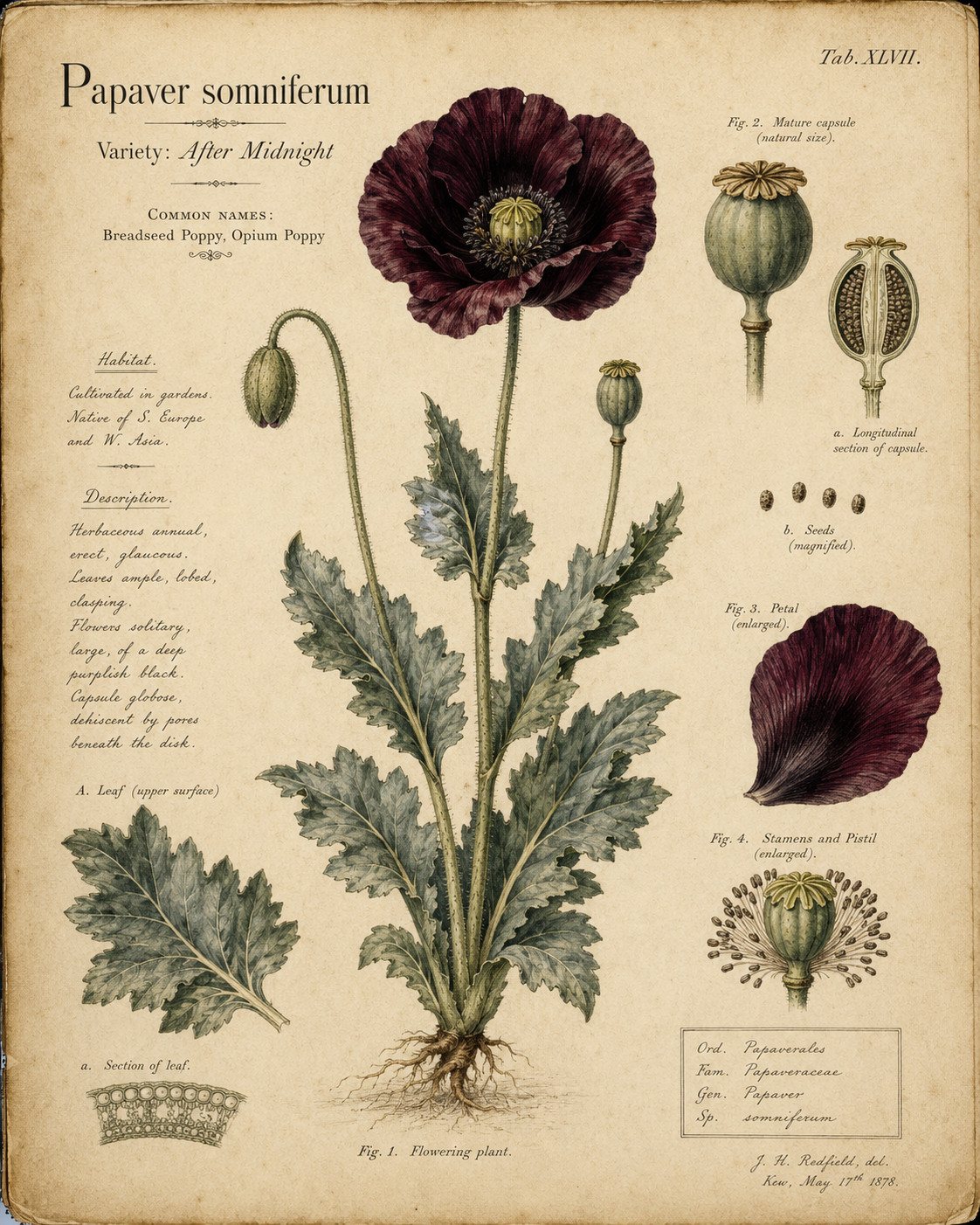 85,000 – 1 Ounce | After Midnight P. Somniferum Poppy Seeds -92% Germ Bulk Seed