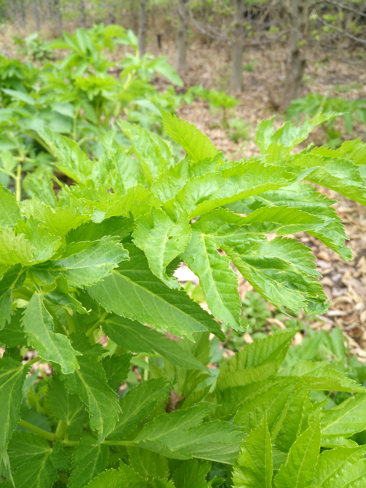 100 Lovage Herb Seeds Levisticum officinal, Celery/Parsley Flavor, Cold-Hardy