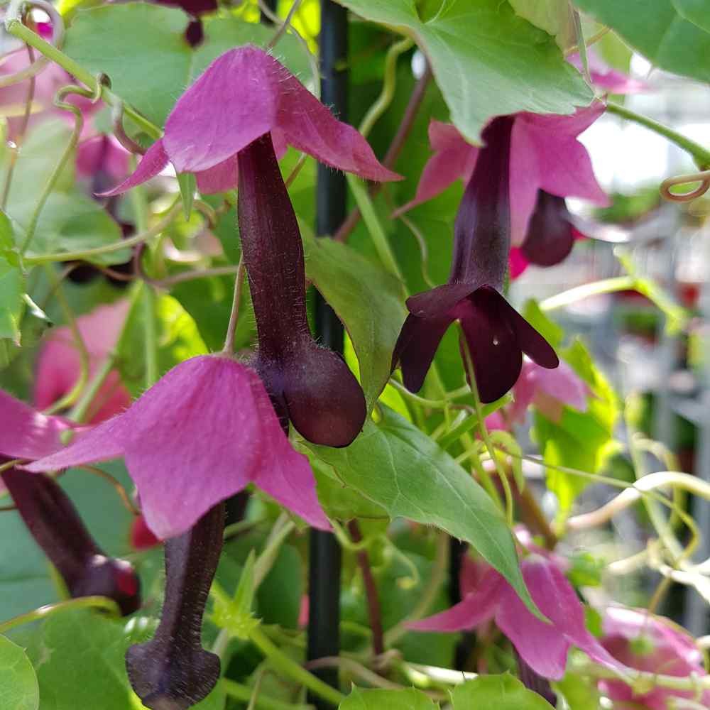 50 Seeds Rhodociton Atrosanguineus Seeds – Purple Bell Vine Flower Seed