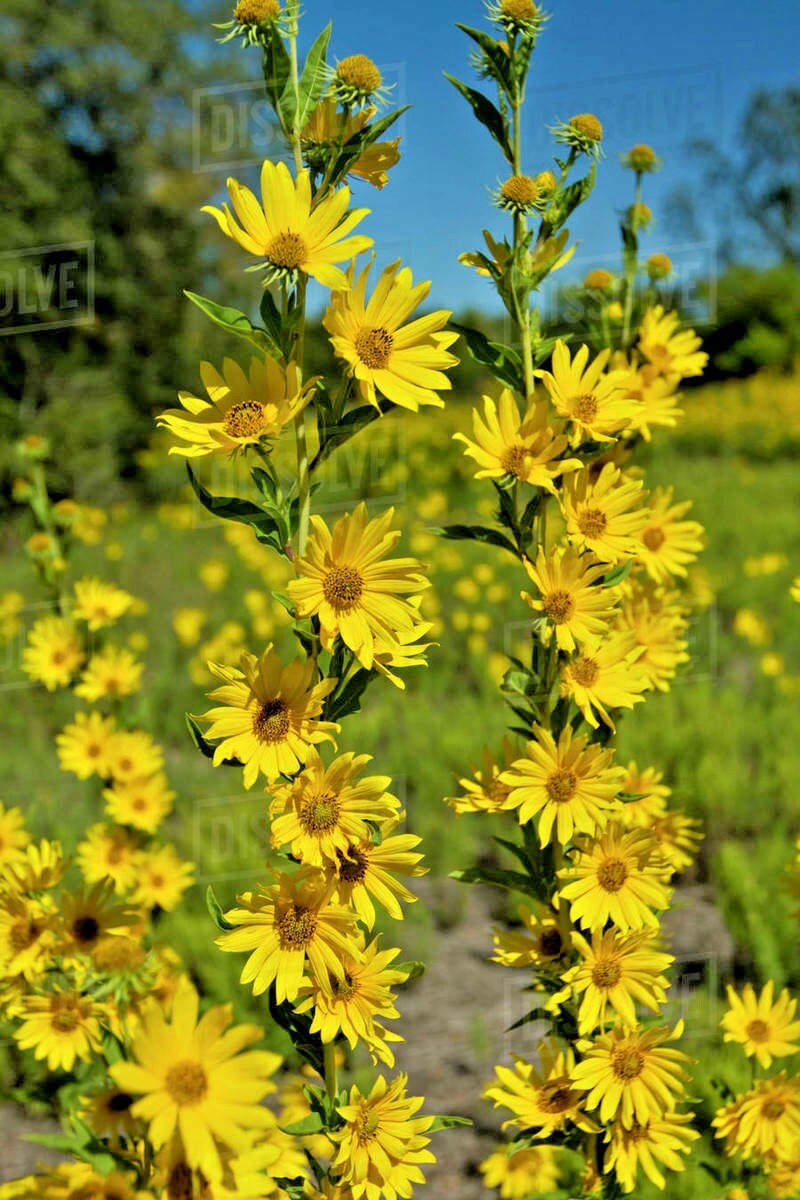 100+MAXIMILIAN Prairie SUNFLOWER Seeds Native Wildflower Heat Cold Drought Fence