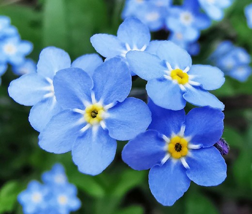 FORGET ME NOT Myosotis Sylvatica – 5,000 Bulk Seeds