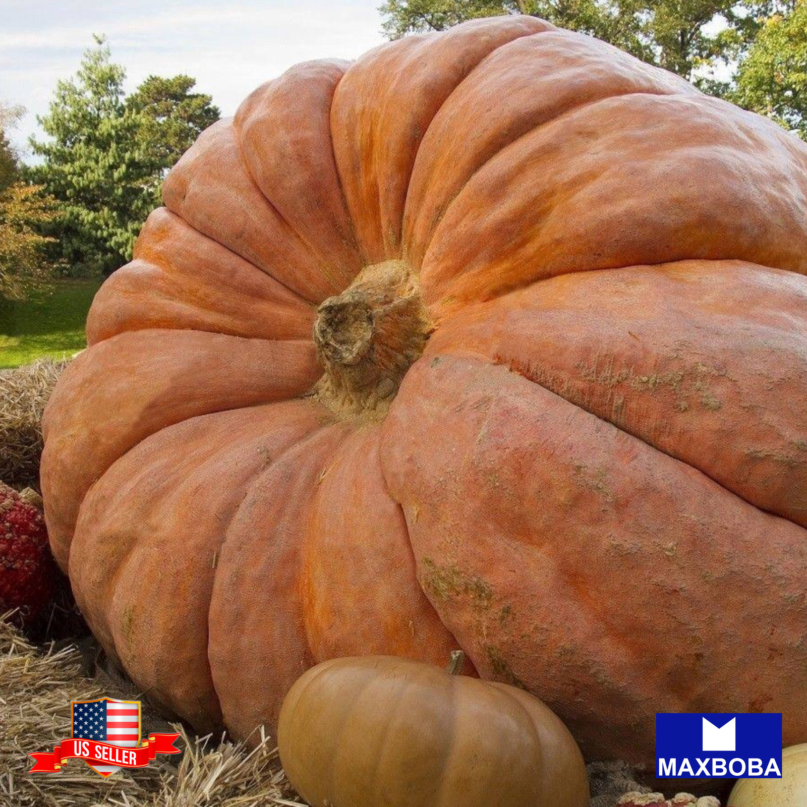 28 Pumpkin Seeds Dills Atlantic Giant Non-GMO Heirloom Vegetable BOGO 50% OFF