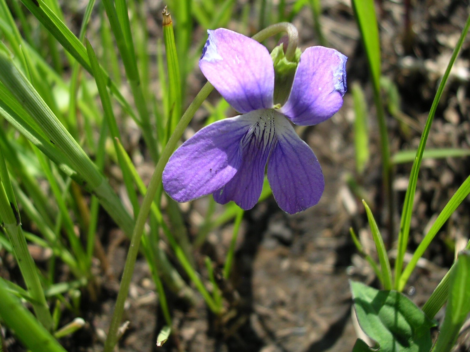 Viola pedatifida Purple Prairie Violet 15 seeds