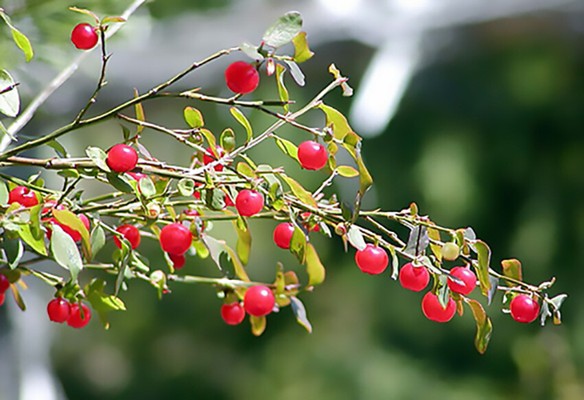 Red Huckleberry, Vaccinium Parvifolium, Shrub Seeds