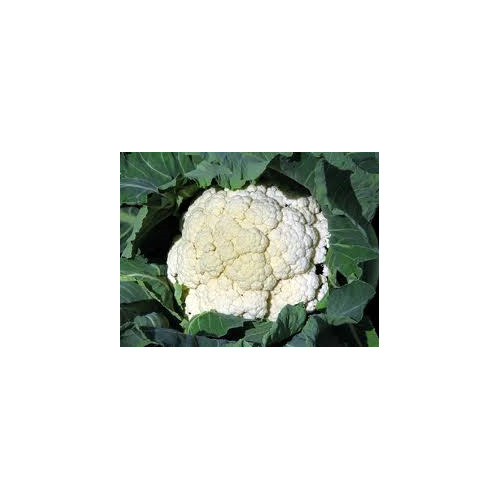 Cauliflower Snowball Great Heirloom Vegetable by Seed KIngdom 1 Lb Seeds