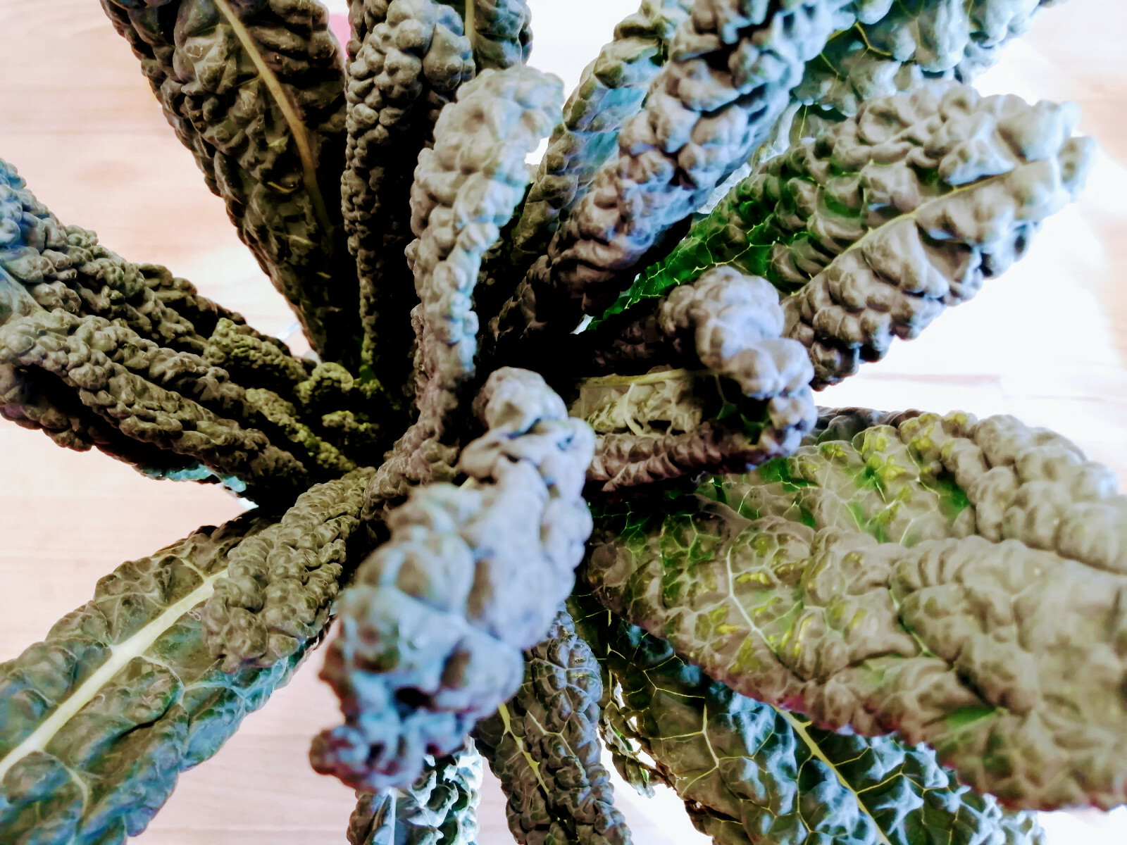 500 Nero di Tuscana, Lacinato Kale Seeds – Tuscan Black Dinosaur, Italy Heirloom