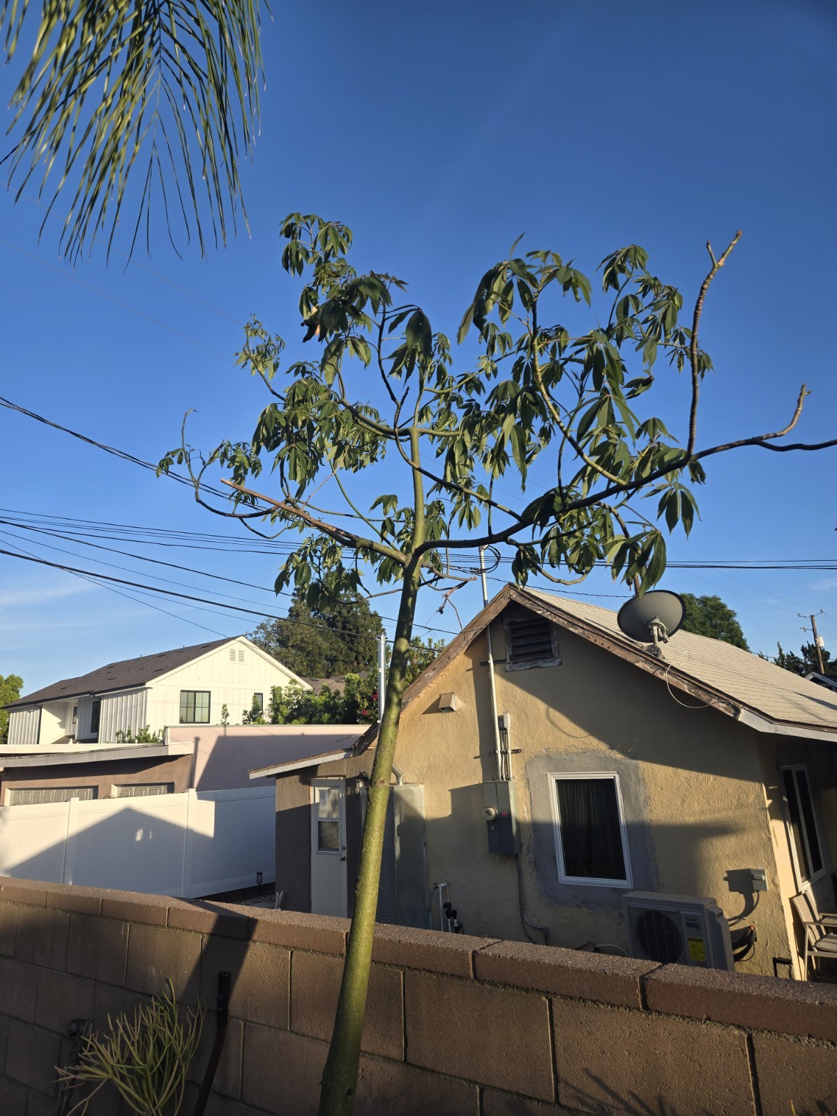 Large Huge Silk Floss Tree 15 Foot Tall Green Beauty