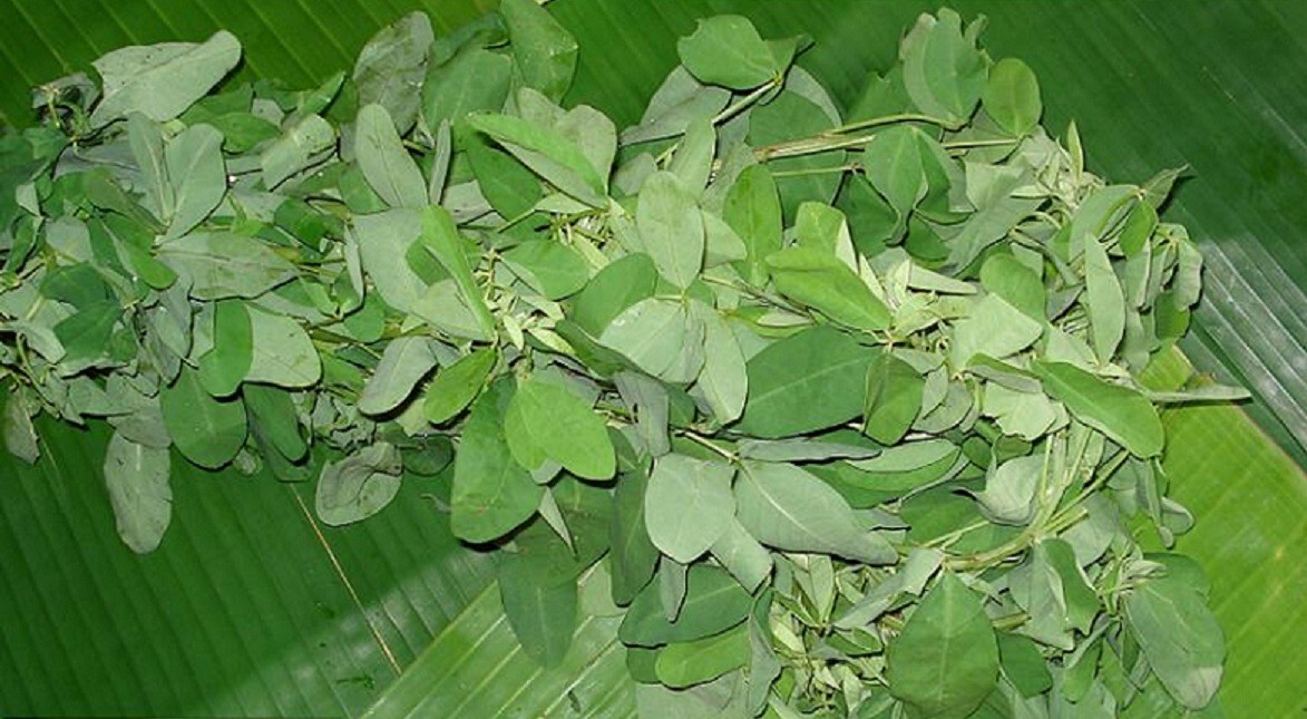 Free Shipping 30+ Seeds CHIPILIN Very RARE Central America El Salvador Semillas