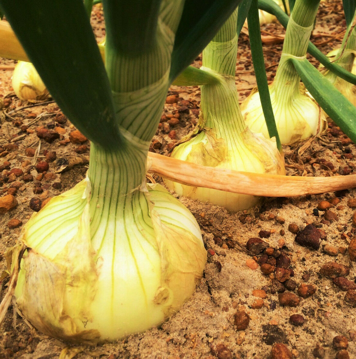 Vidalia Onion Seeds | Super Sweet Yellow Granex Candy Hybrid Vegetable Seed 2024